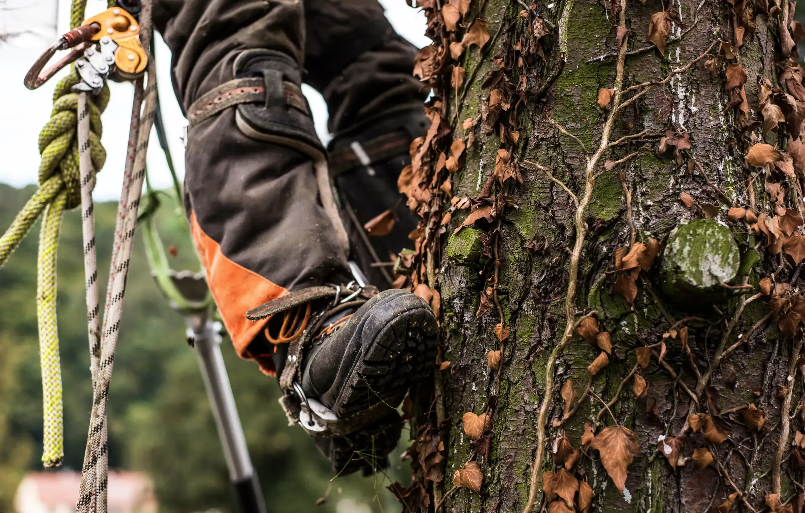 Alpinistyczna wycinka drzew, pracownik w specjalistycznym sprzęcie wspina się po pniu drzewa