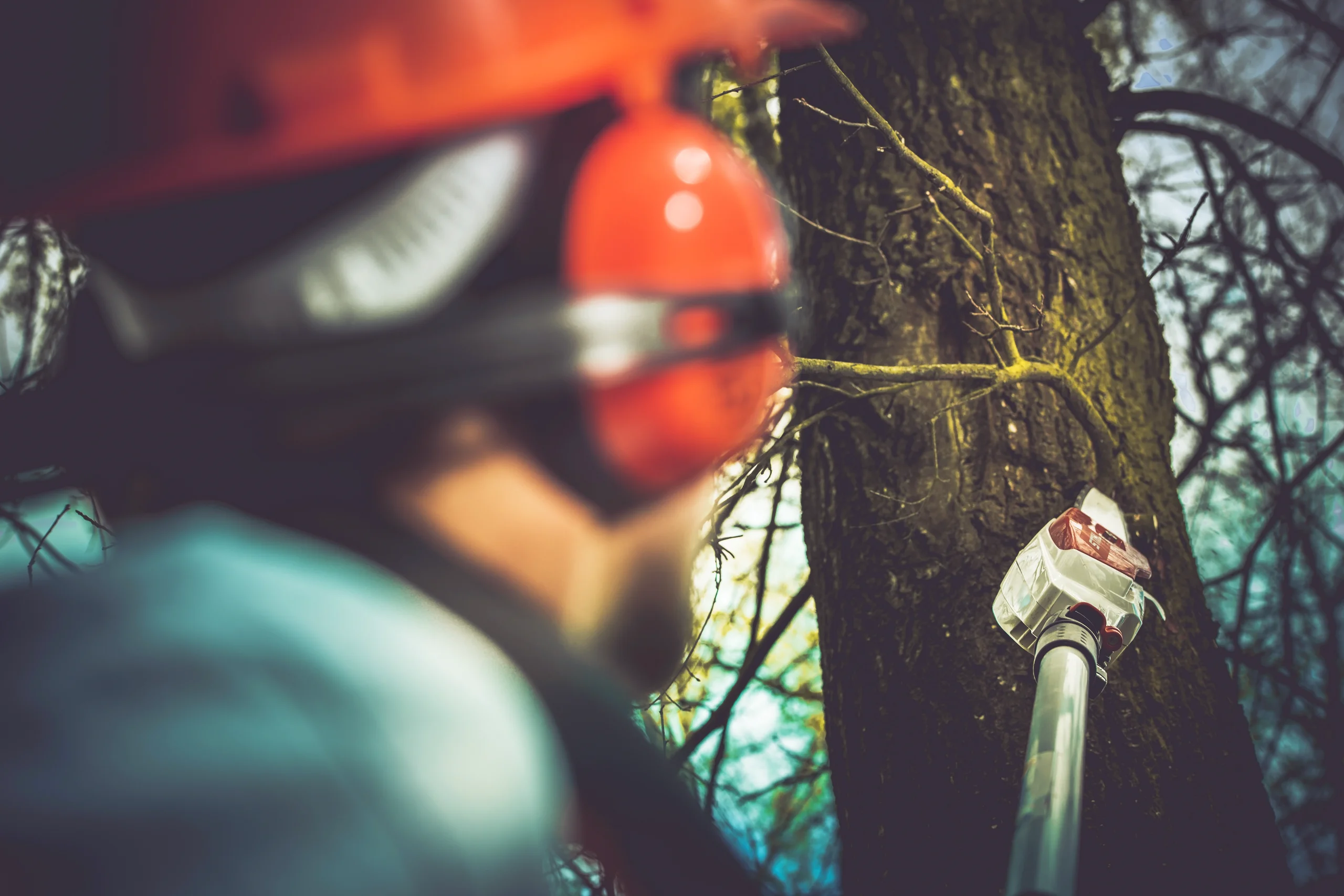 Pracownik alpinistyczny wykonujący alpinistyczną wycinkę drzew przy użyciu narzędzi do cięcia